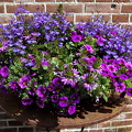 Lovely petunias
