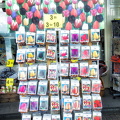 Tulip bulbs for sale
