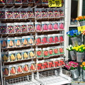 Tulip bulbs for sale