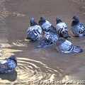 Kracow - Poland (1718 ביקורים) Birds cooling off Kracow - Poland