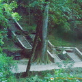 Bucaco National Forest
