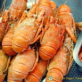 Freshly boiled lobsters
