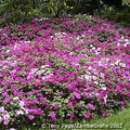 Monet's house and garden at Giverny