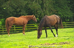 The National Stud