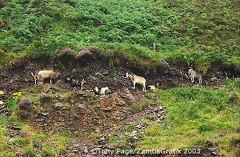 Ring of Kerry