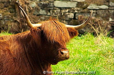 Highland cattle at Blair Atholl