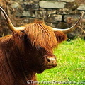 Highland cattle at Blair Atholl