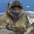 If Gibraltar's apes ever leave the Rock, so, it is said, will the British...