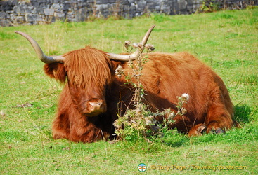 Beautiful Highland cows