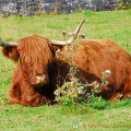 Beautiful Highland cows