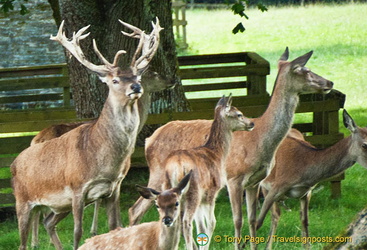 Deer park in Blair Castle grounds