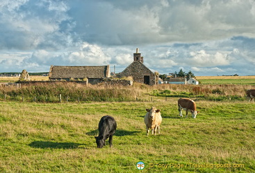 Caithness farmland