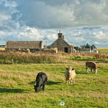 Caithness farmland