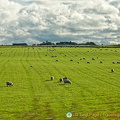 Caithness farmland