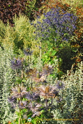 There are hundreds of plant varieties in the Castle of Mey Gardens