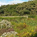 Castle of Mey Gardens