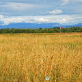 Culloden Battlefield