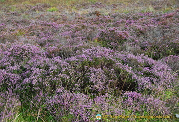 The flowers of the Culloden Battlefield