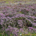 The flowers of the Culloden Battlefield