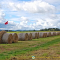 This row of hay looks like a battle line