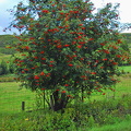 Nice red flowers on this tree