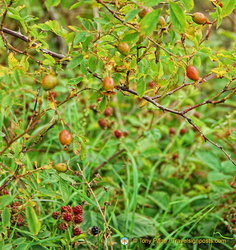 Berries and rose hip around the loch
