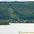 Thick forest around the loch