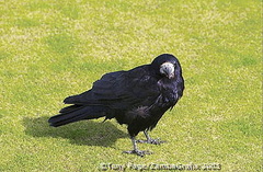 St Andrews Links - Scotland