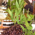 Palermo Market | Sicily (1223 visits) Palermo Market | Sicily