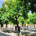Patio de los Naranjos
