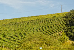 Getaria's Txakoli wine is DOC classified