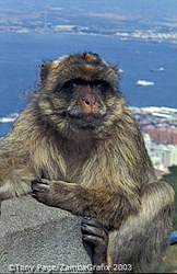 Barbary Apes of Gibraltar