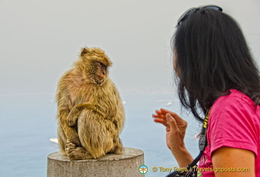 A small wave to this barbary ape