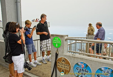 Visitors fascinated by the barbary ape