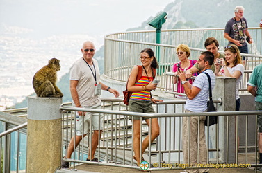 This barbary ape at the top of the staircase keeps visitors amused