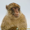 The Barbary ape is very much a part of the tourist attraction in Gibraltar
