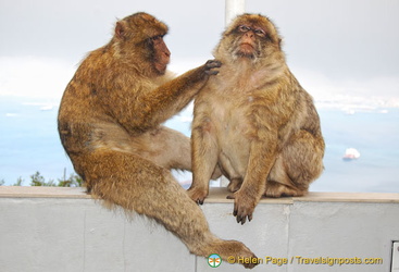 Barbary apes grooming each other