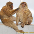 Barbary apes grooming each other