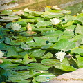 Palacio del Partal: Lily pond