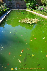 Palacio del Partal: Fish swimming in the pond