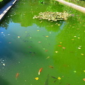 Palacio del Partal: Fish swimming in the pond