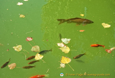 Palacio del Partal: Closeup of fish in the Partal Palace pool