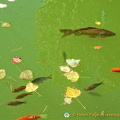 Palacio del Partal: Closeup of fish in the Partal Palace pool