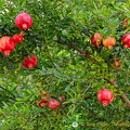 Pomegranite in the Alhambra gardens