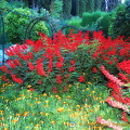 Generalife Palace: Splash of colours in the garden