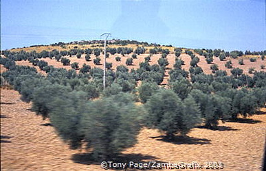Olive groves[Toledo - Spain]