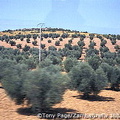 Olive groves[Toledo - Spain]