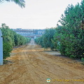 Gate to an olive farm