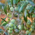 Beautiful plump olives