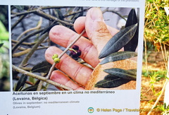 Small olives grown in non-Mediterranean climate